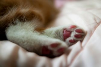 Jagdhund tötet wiederholt Katzen: Hohe Geldstrafe