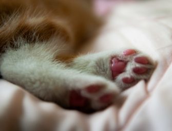 Jagdhund tötet wiederholt Katzen: Hohe Geldstrafe