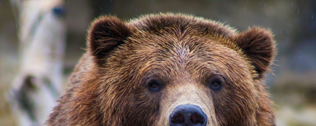 Bärenangriff: Mutter stirbt bei Waldspaziergang