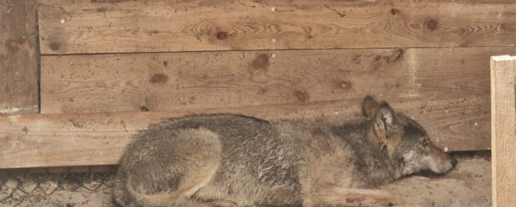 Wolf aus Hamburg ausgewildert – Tier steht unter Beobachtung