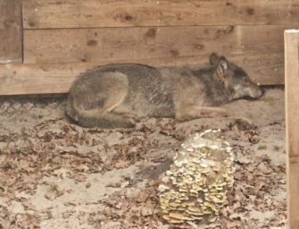Wolf aus Hamburg ausgewildert – Tier steht unter Beobachtung