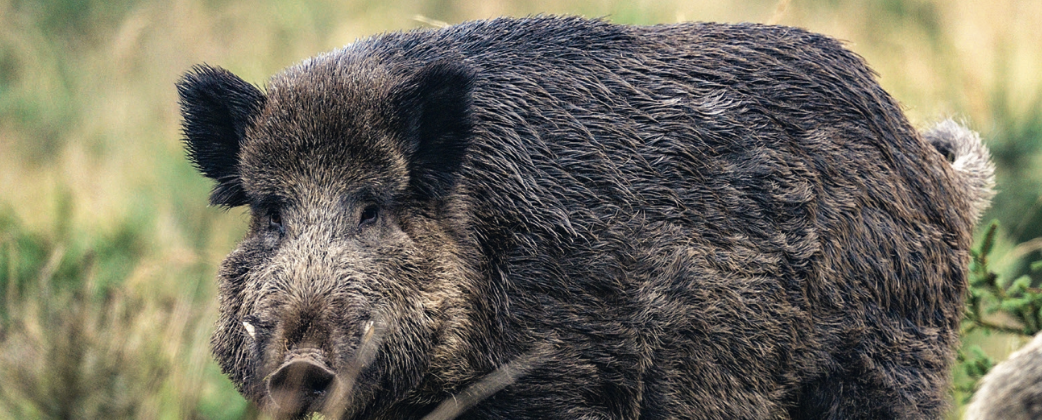 Keiler ansprechen: Wie man wirklich kapitale Keiler erlegt
