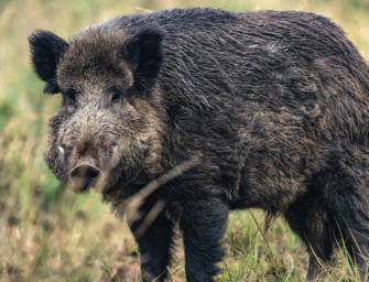 Keiler ansprechen: Wie man wirklich kapitale Keiler erlegt