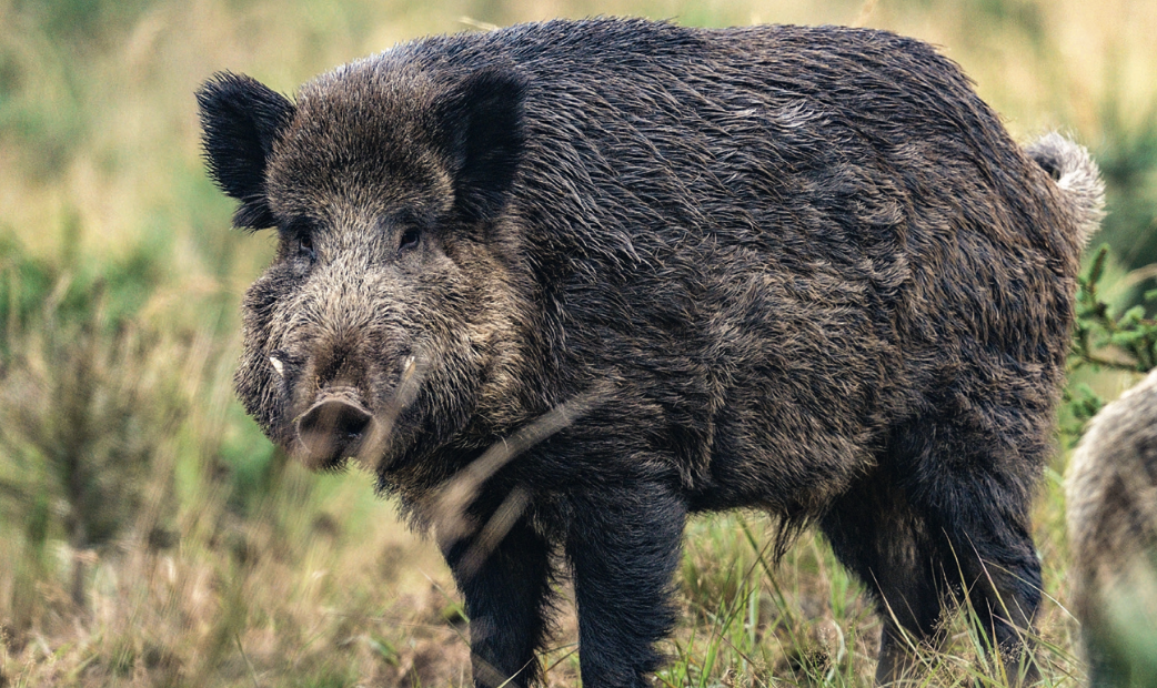 Keiler ansprechen Aufmacher