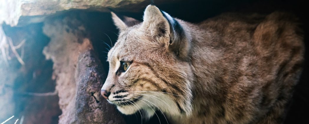 Luchs greift Teenager an: 19-Jähriger filmt Raubtier-Angriff