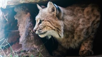 Luchs greift Teenager an: 19-Jähriger filmt Raubtier-Angriff