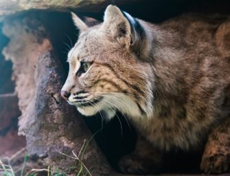 Luchs greift Teenager an: 19-Jähriger filmt Raubtier-Angriff
