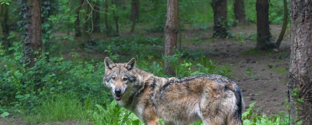 Nach Angriff: Wolf aus Hamburg entfernt sich von Stadt