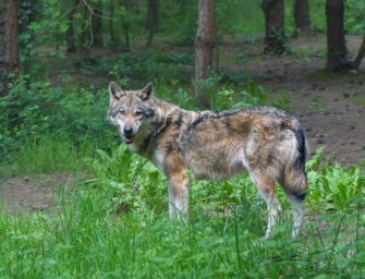 Nach Angriff: Wolf aus Hamburg entfernt sich von Stadt