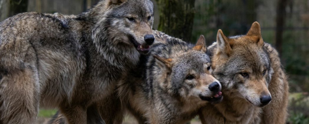 Meilenstein für Landesjagdgesetz: Wolf im Jagdrecht und mehr 
