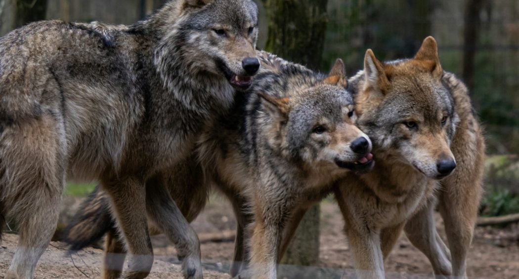 daisy-schopman-DLt_LoTpR_E-unsplash-2