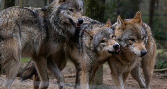 Meilenstein für Landesjagdgesetz: Wolf im Jagdrecht und mehr 