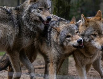 Meilenstein für Landesjagdgesetz: Wolf im Jagdrecht und mehr 