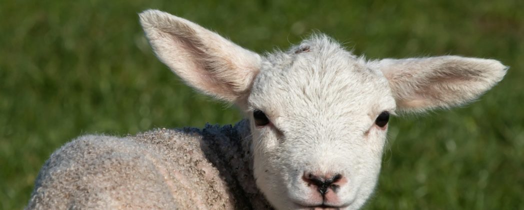Wölfe reißen mehrmals Schafe im Kreis Olpe (NRW)