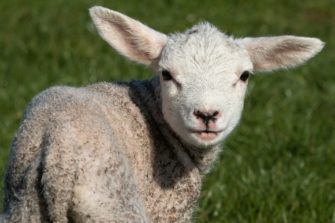 Wölfe reißen mehrmals Schafe im Kreis Olpe (NRW)