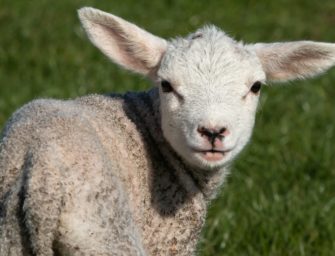 Wölfe reißen mehrmals Schafe im Kreis Olpe (NRW)