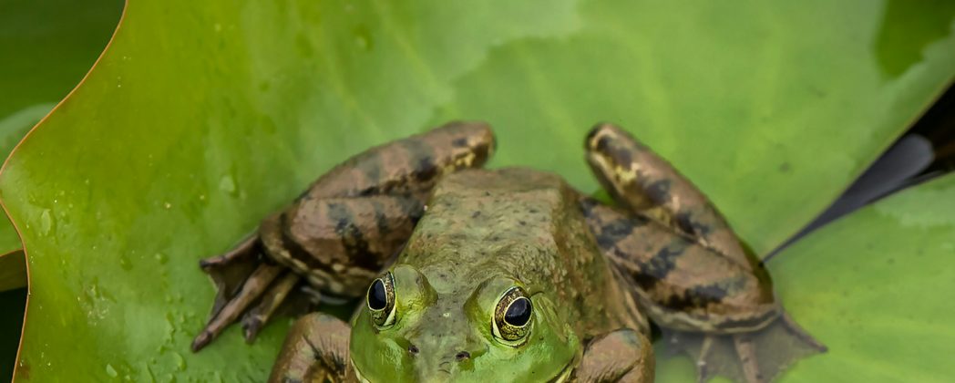 Ochsenfrosch breitet sich as: Invasive Art wird intensiv bejagt