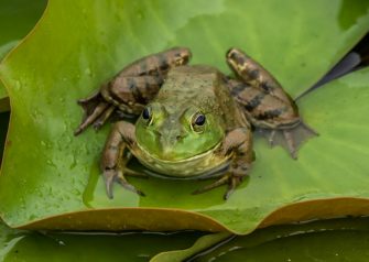 Ochsenfrosch breitet sich as: Invasive Art wird intensiv bejagt