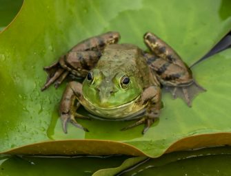 Ochsenfrosch breitet sich as: Invasive Art wird intensiv bejagt