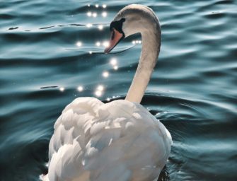 Vogelgrippe in Hamburg: Schwäne dürfen nicht auf die Alster