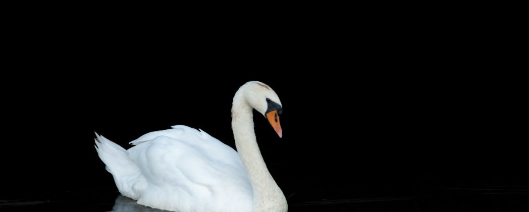 Wilderer in Rheinland-Pfalz: Schwan verstümmelt und getötet