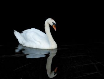 Wilderer in Rheinland-Pfalz: Schwan verstümmelt und getötet