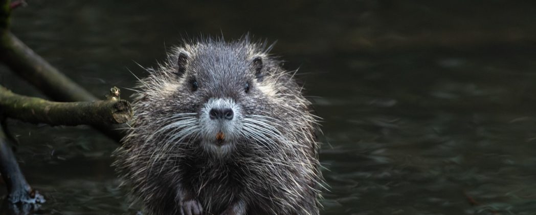Nutria in Hamburg: Partei fordert Sterilisation der invasiven Tiere