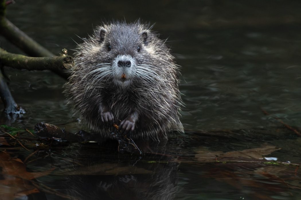 gruendercoach-beaver-rat-7738914_1280