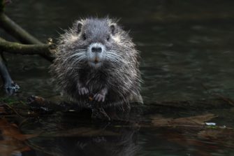 Nutria in Hamburg: Partei fordert Sterilisation der invasiven Tiere