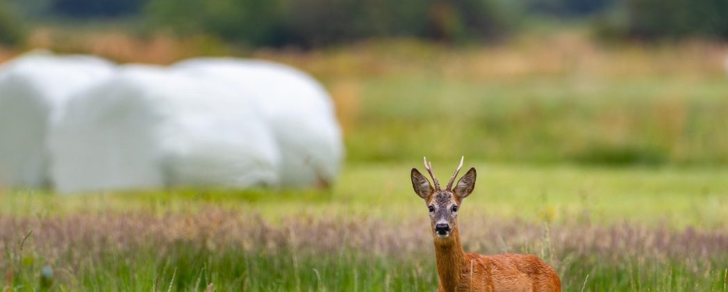 Reh in Eppingen geköpft: Wilderer im Landkreis Heilbronn?