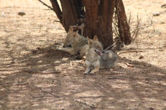 Goldschakal in Schleswig-Holstein: Erstes Territorium nachgewiesen