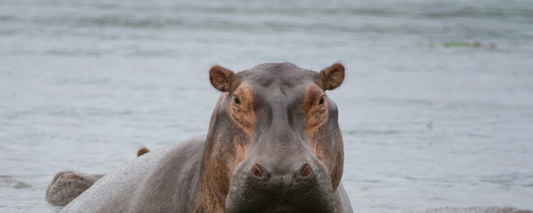 Flusspferde sollen bejagt werden: Regierung plant Maßnahmen