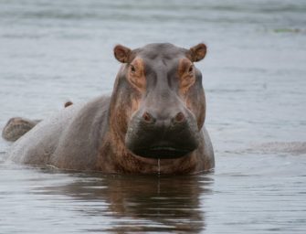 Flusspferde sollen bejagt werden: Regierung plant Maßnahmen