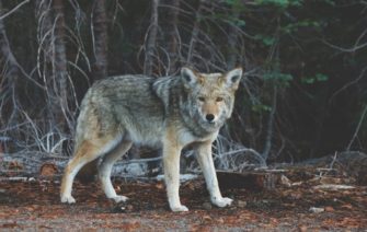 Wolf nach Unfall bei Bremerhaven von Jäger getötet