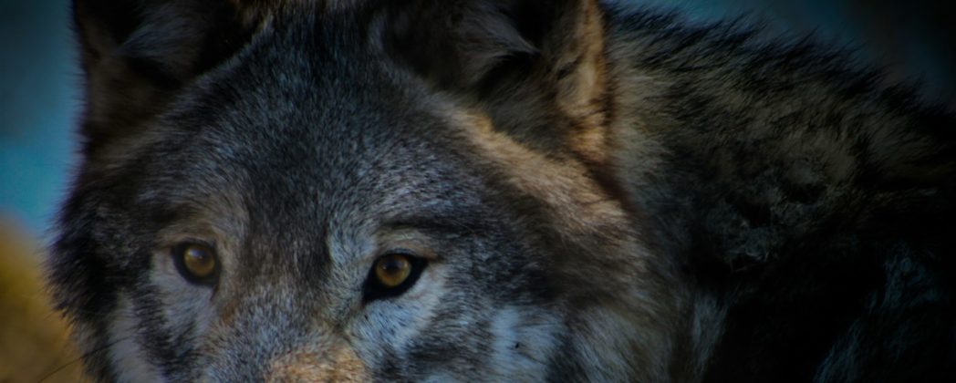 Wolf nach Wildunfall in Bar geschleppt und getötet