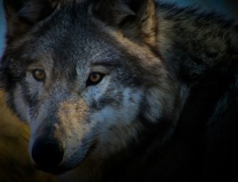 Wolf nach Wildunfall in Bar geschleppt und getötet