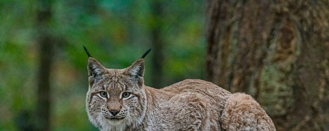 Luchs erfolgreich wieder in den Harz zurückgekehrt