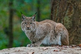 Luchs erfolgreich wieder in den Harz zurückgekehrt