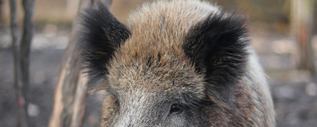 Wildschwein sorgt für Chaos in Fußgängerzone in Bad Harzburg