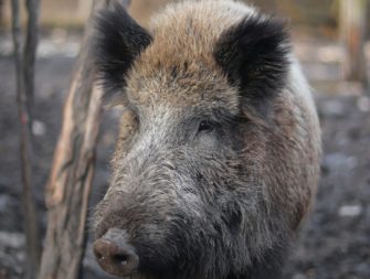 Wildschwein sorgt für Chaos in Fußgängerzone in Bad Harzburg
