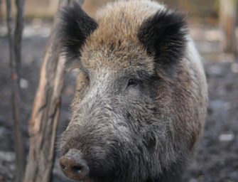 Wildschwein sorgt für Chaos in Fußgängerzone in Bad Harzburg
