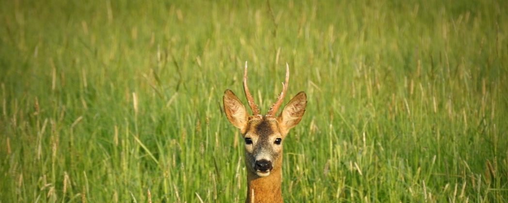 Reh in Limburg gerettet: Tier in Zaun gefangen