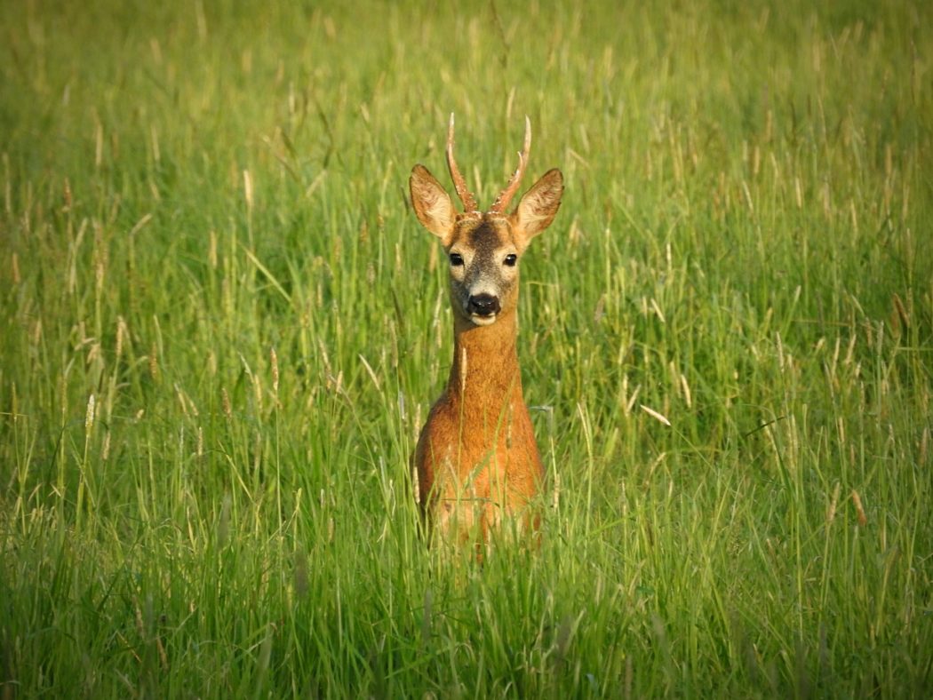 lukas-kadava-7qyiZL3hUzs-unsplash-2