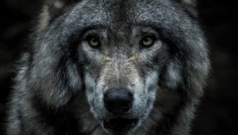 Wolf aus Zoo ausgebrochen: 300 Personen suchen nach Raubtier