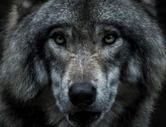 Wolf aus Zoo ausgebrochen: 300 Personen suchen nach Raubtier