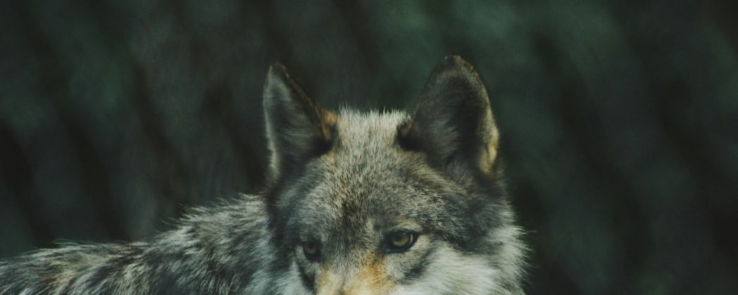 Wolf stirbt in der Nähe von Rostock: Unglücklicher Unfall