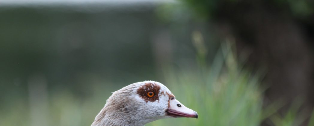 Vogelgrippe in Hessen: Nilgänse an Tierseuche verstorben