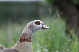 Vogelgrippe in Hessen: Nilgänse an Tierseuche verstorben