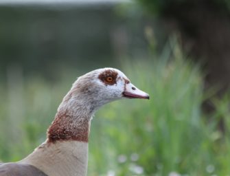 Vogelgrippe in Hessen: Nilgänse an Tierseuche verstorben