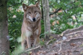 Wolf nach Attacke in Hamburg ausgewildert: Wo ist das Tier jetzt?